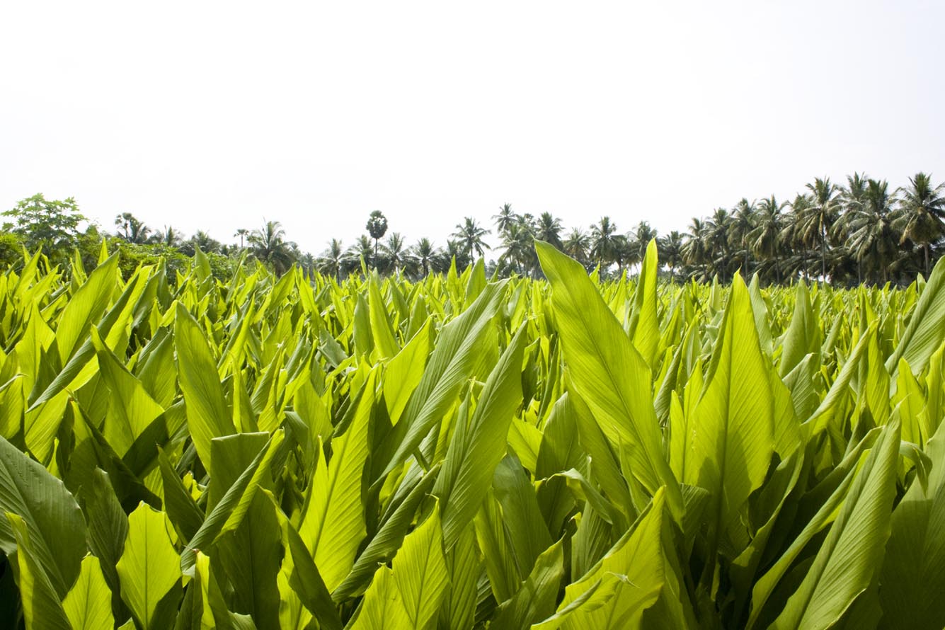 Our B Corp Mission: Furthering our Sustainability Efforts