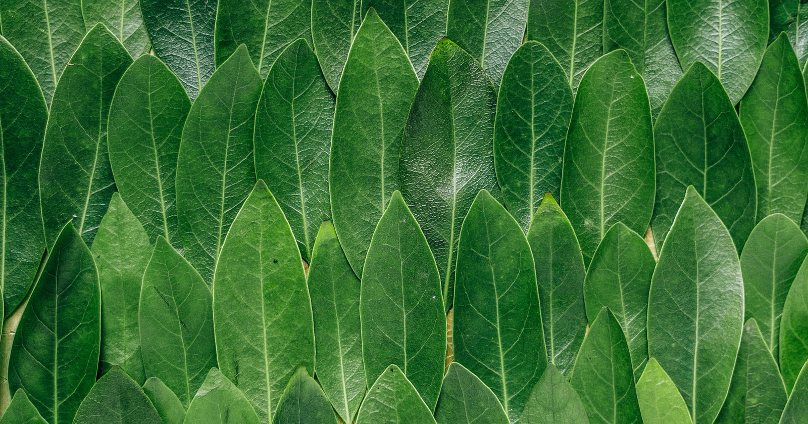 What We are Made Of: An Inside Look at Our Clean Ingredients