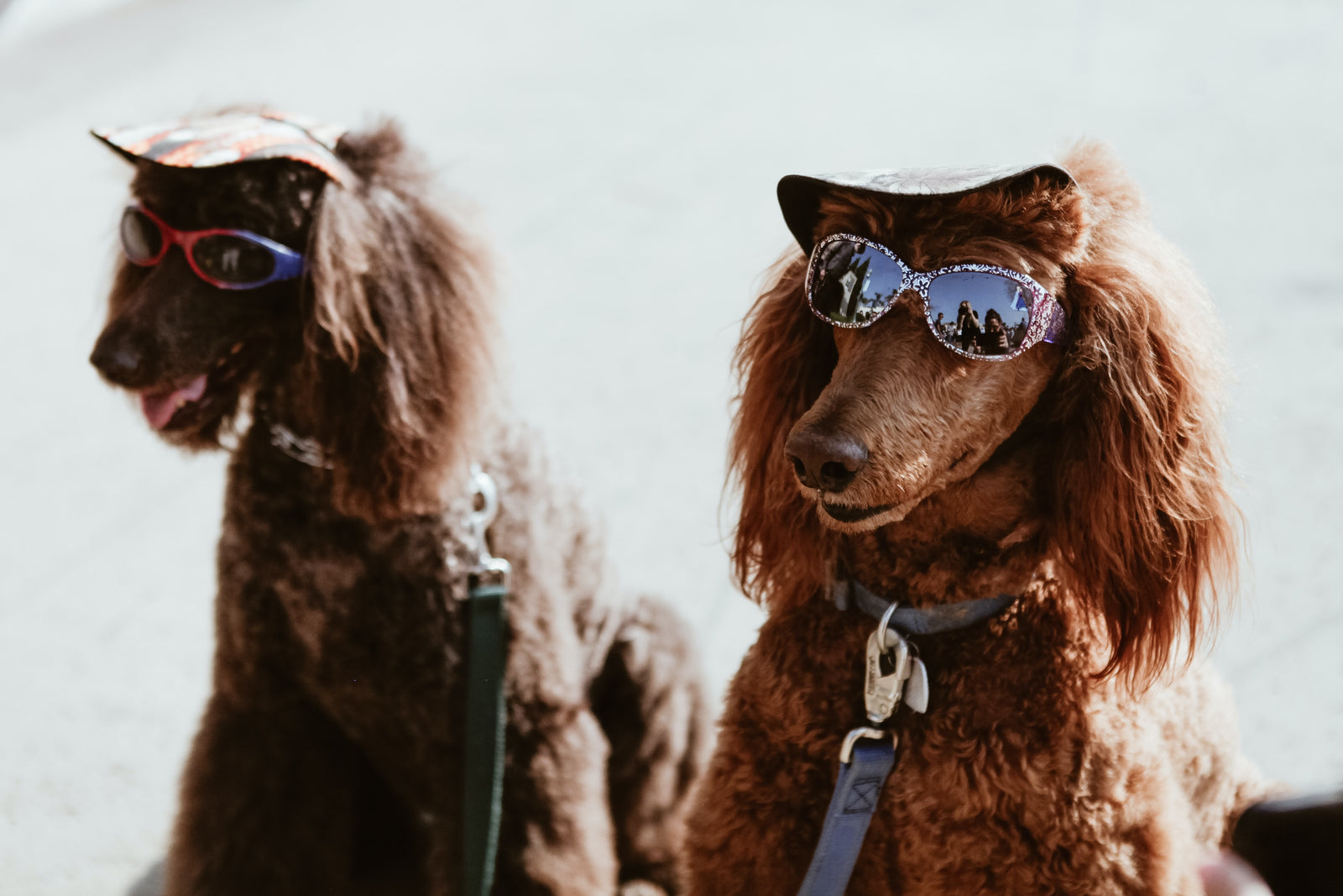 Keeping your Dog Hydrated in the Summer, 9 Tips